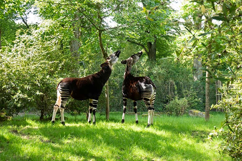 Okapi-Bulle DETO und Okapi-Kuh LOMELA am 16. Mai 2024 auf der größeren Okapi-Außenanlage im Zoologischen Garten Wuppertal