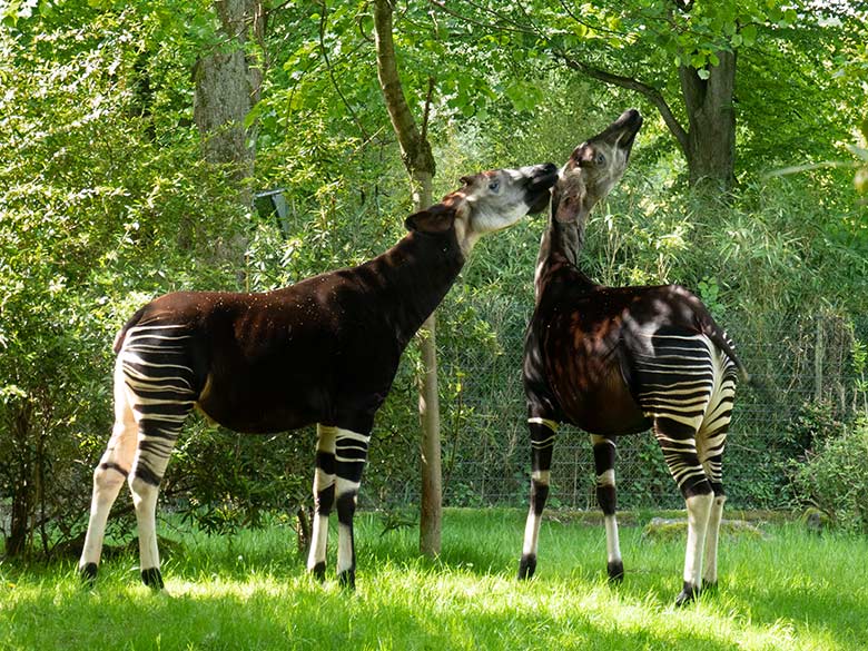 Okapi-Bulle DETO und Okapi-Kuh LOMELA am 16. Mai 2024 auf der größeren Okapi-Außenanlage im Zoo Wuppertal