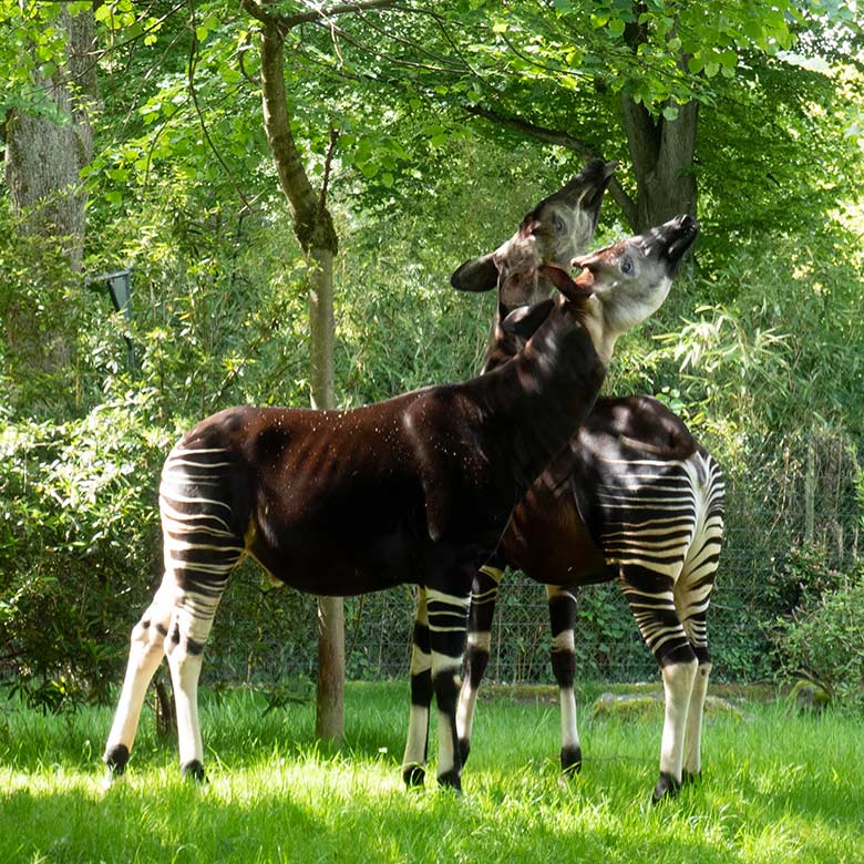 Okapi-Bulle DETO und Okapi-Kuh LOMELA am 16. Mai 2024 auf der größeren Okapi-Außenanlage im Wuppertaler Zoo