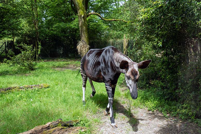 Hochträchtige Okapi-Kuh LOMELA am 16. Mai 2024 auf der kleineren Okapi-Außenanlage im Grünen Zoo Wuppertal