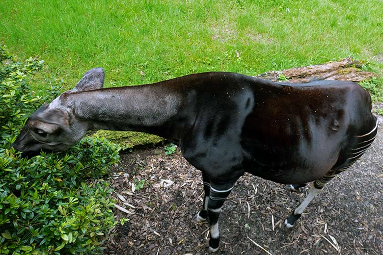 Hochträchtige Okapi-Kuh LOMELA am 16. Mai 2024 auf der kleineren Okapi-Außenanlage im Wuppertaler Zoo