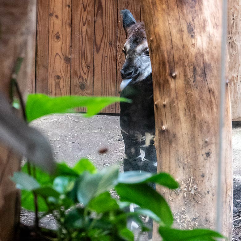 Weibliches Okapi-Jungtier ZURI am 12. Juni 2024 im Innengehege im Okapi-Haus im Grünen Zoo Wuppertal