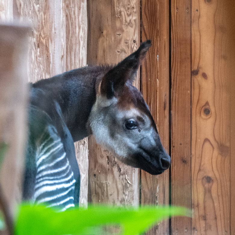 Weibliches Okapi-Jungtier ZURI am 12. Juni 2024 im Innengehege im Okapi-Haus im Zoologischen Garten Wuppertal