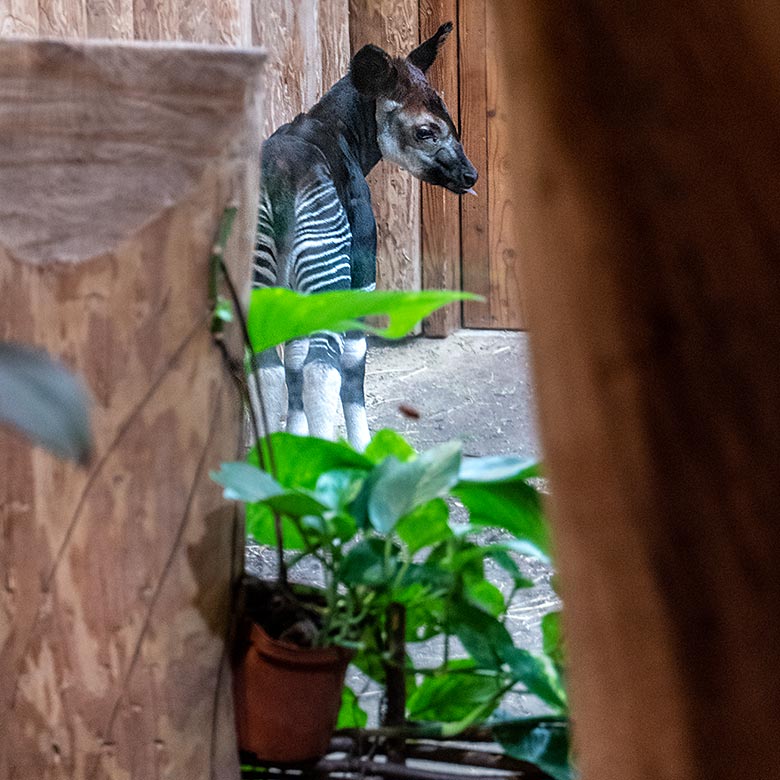Weibliches Okapi-Jungtier ZURI am 12. Juni 2024 im Innengehege im Okapi-Haus im Zoo Wuppertal