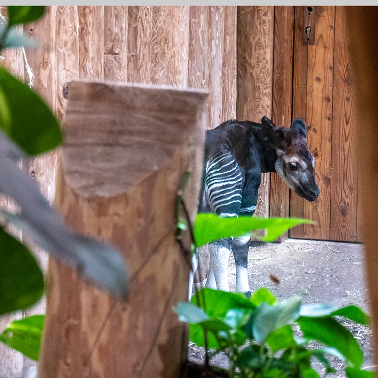 Weibliches Okapi-Jungtier ZURI am 12. Juni 2024 im Innengehege im Okapi-Haus im Wuppertaler Zoo