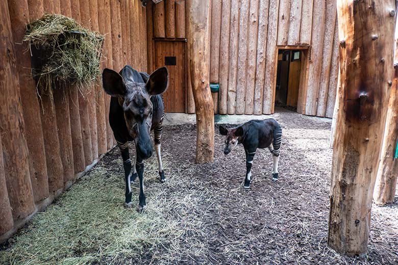 Okapi-Kuh LOMELA und weibliches Okapi-Jungtier ZURI am 24. Juni 2024 im Innengehege im Okapi-Haus im Grünen Zoo Wuppertal