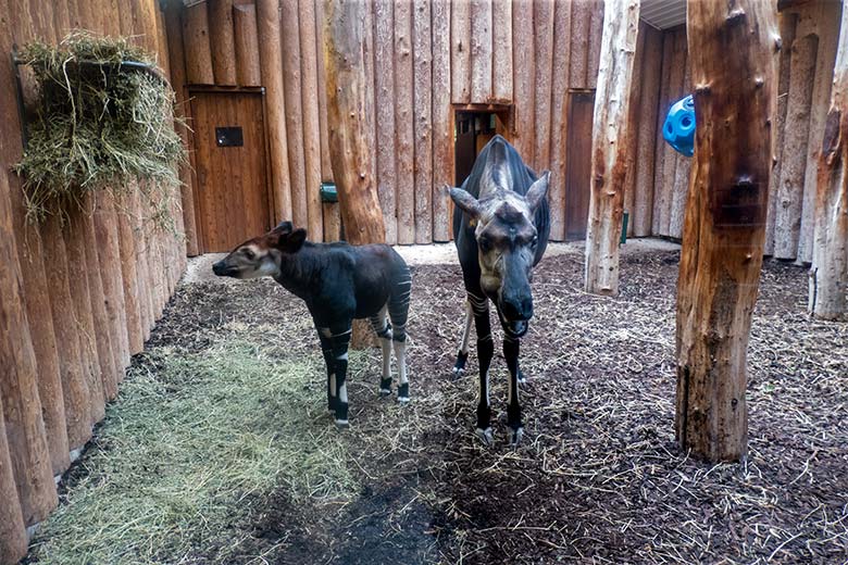 Weibliches Okapi-Jungtier ZURI mit seiner Okapi-Mutter LOMELA am 4. August 2024 im Innen-Schaugehege im Okapi-Haus im Grünen Zoo Wuppertal