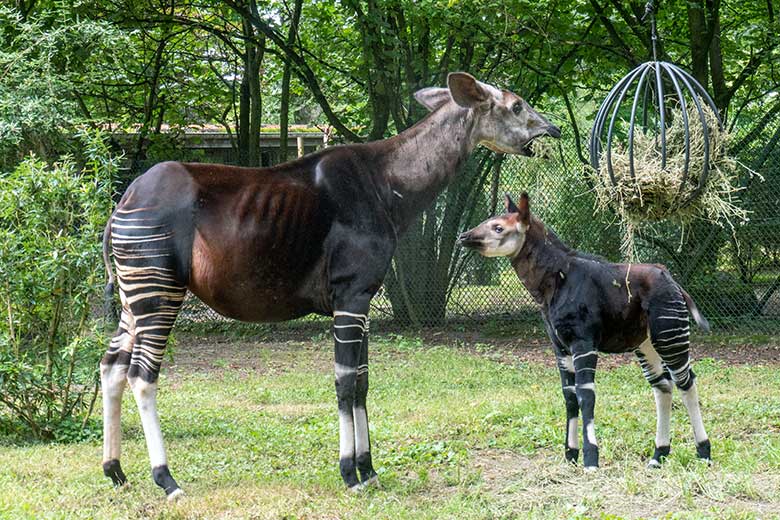 Okapi-Kuh LOMELA mit dem weiblichen Okapi-Jungtier ZURI am 8. August 2024 auf der kleineren Außenanlage am Okapi-Haus im Zoologischen Garten Wuppertal