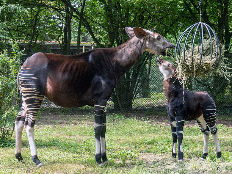 Okapi-Kuh LOMELA mit dem weiblichen Okapi-Jungtier ZURI am 8. August 2024 auf der kleineren Außenanlage am Okapi-Haus im Zoo Wuppertal