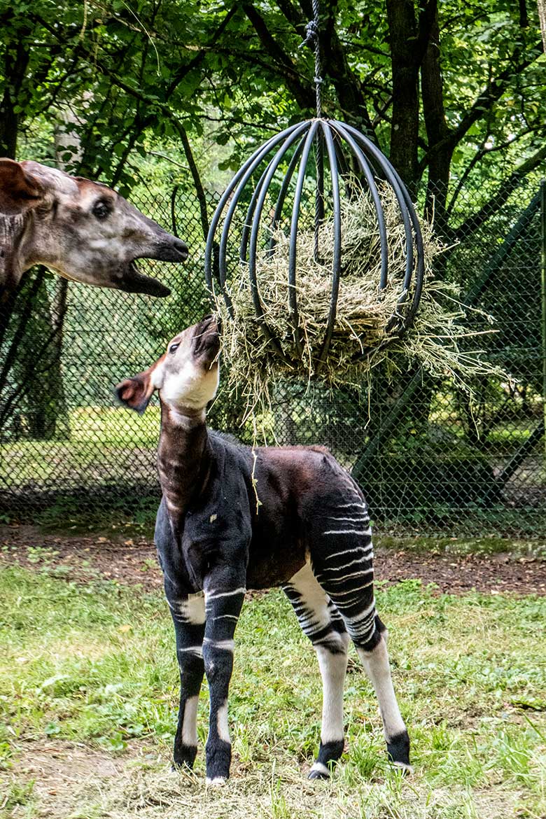 Weibliches Okapi-Jungtier ZURI mit seiner Okapi-Mutter LOMELA am 8. August 2024 auf der kleineren Außenanlage am Okapi-Haus im Wuppertaler Zoo