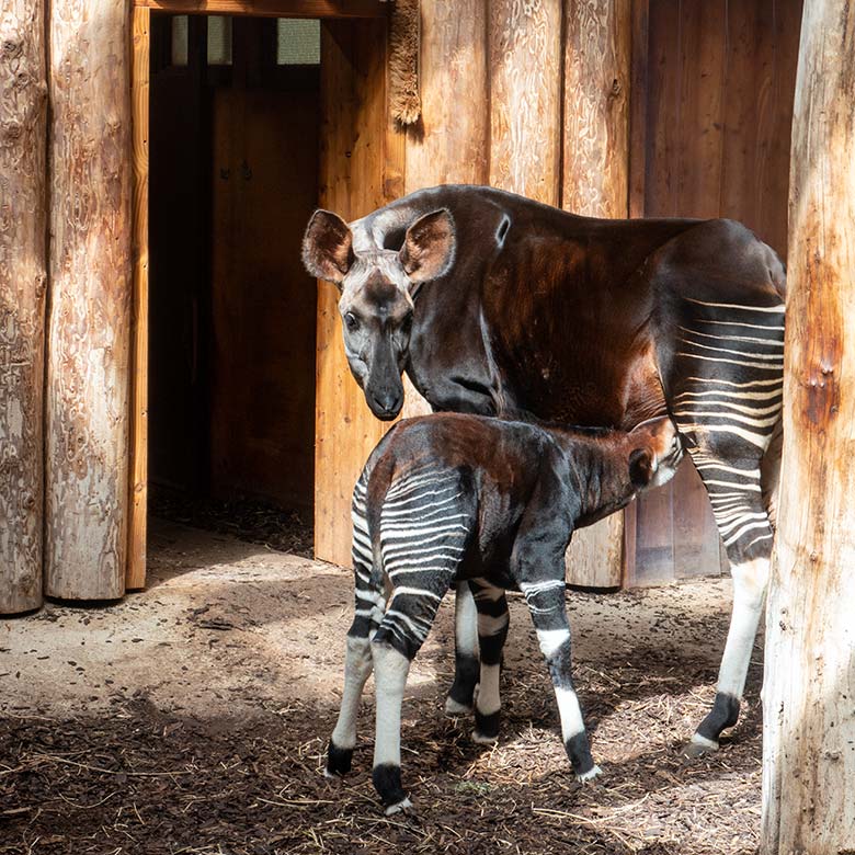 Weibliches Okapi-Jungtier ZURI mit seiner Okapi-Mutter LOMELA am 11. August 2024 im Innen-Schaugehege im Okapi-Haus im Grünen Zoo Wuppertal