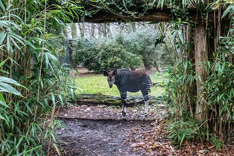 Weibliches Okapi-Jungtier ZURI am 10. Dezember 2024 auf der kleinen Außenanlage am Okapi-Haus im Grünen Zoo Wuppertal