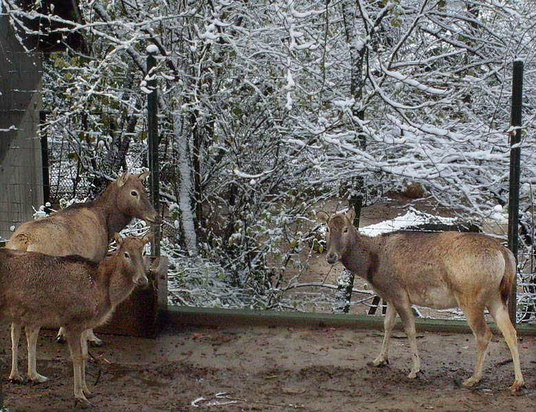 Davidshirsche im Zoo Wuppertal im November 2008