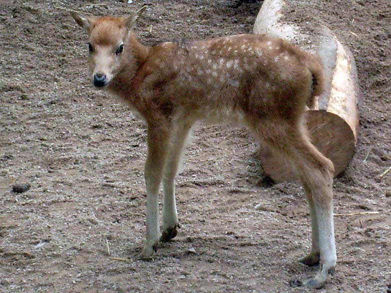 Junger Davidshirsch im Zoo Wuppertal am 8. Mai 2010