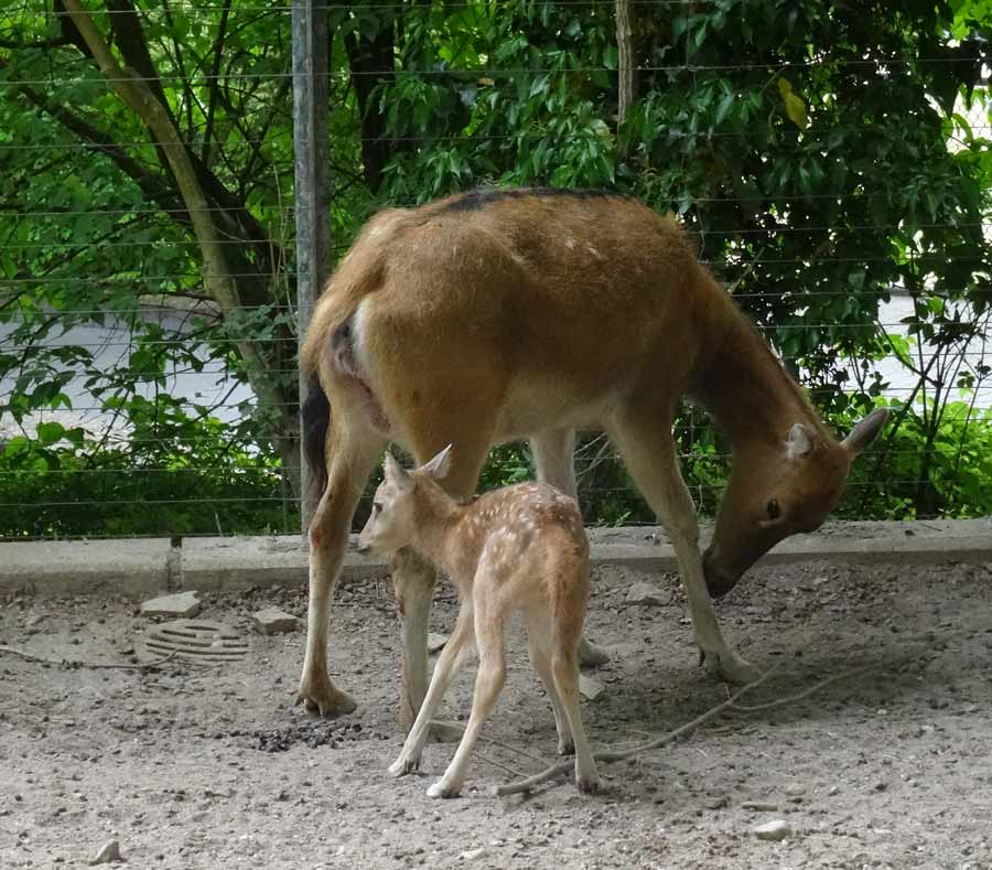 Davidshirsch Jungtier mit Mutter im Grünen Zoo Wuppertal am 23. Mai 2015