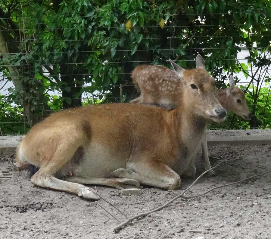 Davidshirsch Jungtier mit Mutter im Wuppertaler Zoo am 23. Mai 2015