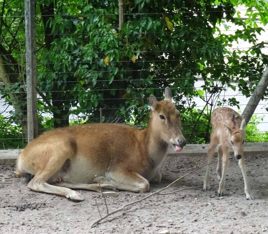 Davidshirsch Jungtier mit Mutter im Zoo Wuppertal am 23. Mai 2015