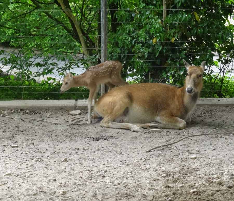 Davidshirsch Jungtier mit Mutter im Zoologischen Garten Wuppertal am 23. Mai 2015