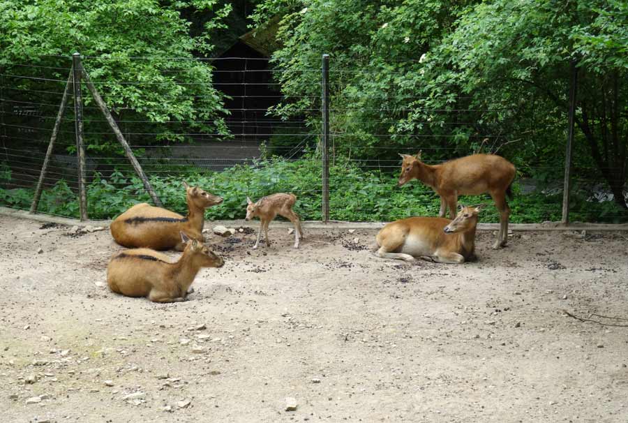 Davidshirsche im Grünen Zoo Wuppertal am 23. Mai 2015