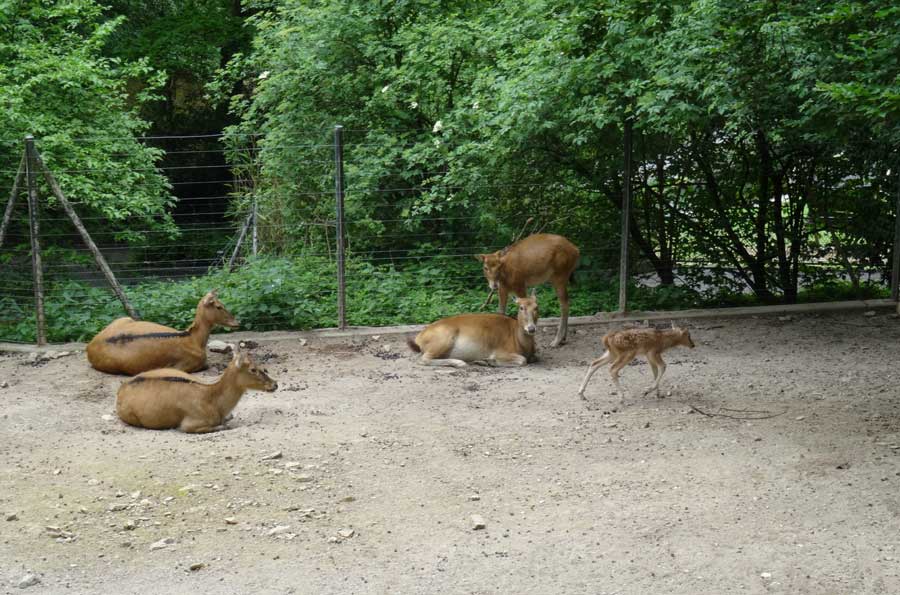 Davidshirsche im Zoo Wuppertal am 23. Mai 2015