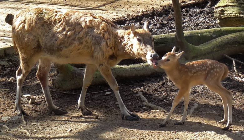 Milu (Davidshirsch) Jungtier am Tag seiner Geburt am 15. April 2016 im Wuppertaler Zoo