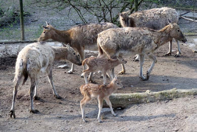 Milu (Davidshirsch) Jungtiere am 17. April 2016 im Wuppertaler Zoo