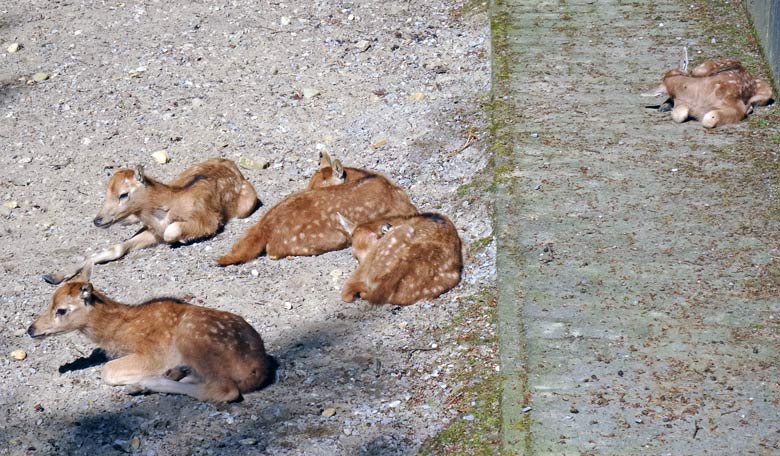 Fünf Milu-Jungtiere am 5. Mai 2016 im Grünen Zoo Wuppertal