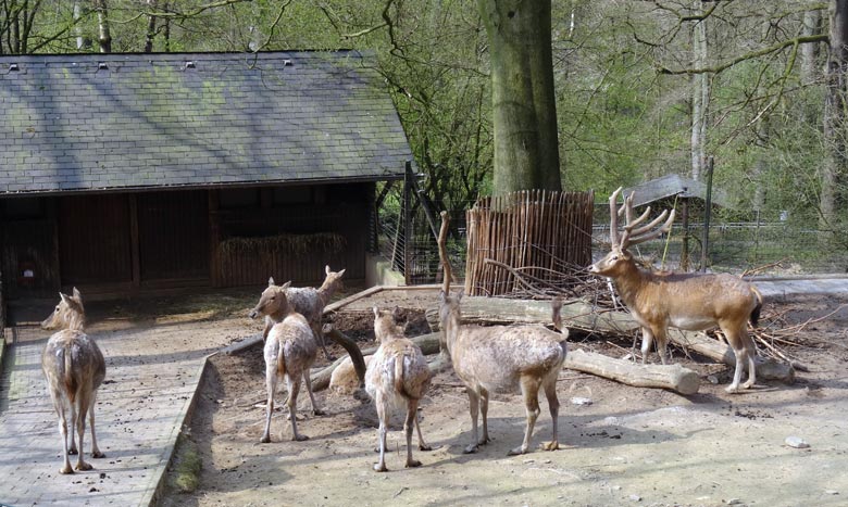 Einige der derzeit neun Milus am 8. April 2017 auf der Außenanlage im Grünen Zoo Wuppertal