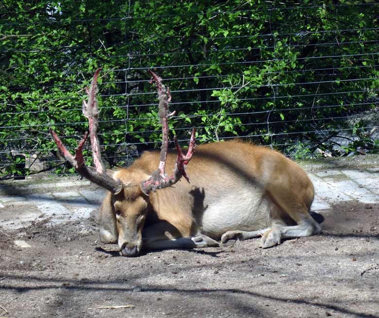 Davidshirsch mit blutigem Geweih am 6. Mai 2017 im Grünen Zoo Wuppertal