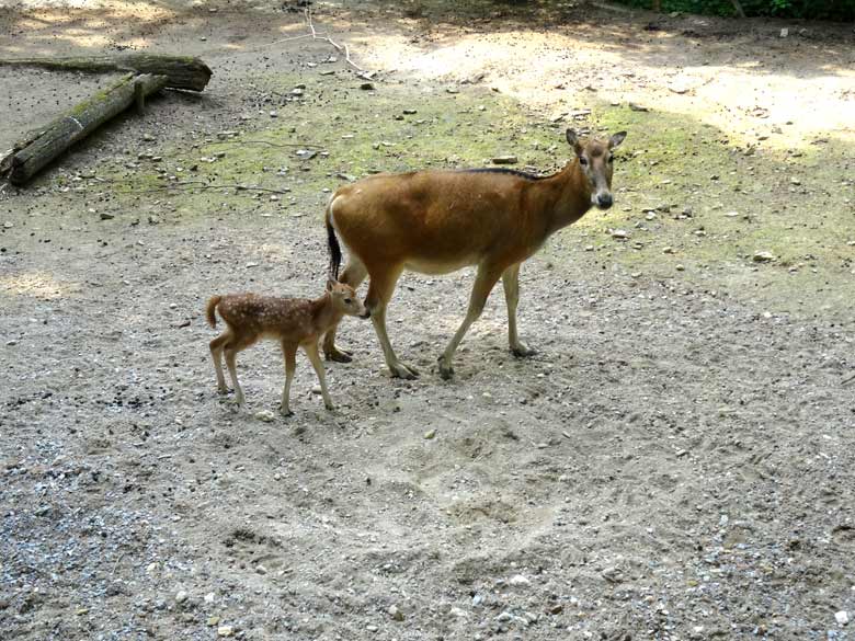 Milu-Mutter mit Milu-Jungtier am 24. Mai 2017 im Zoologischen Garten Wuppertal