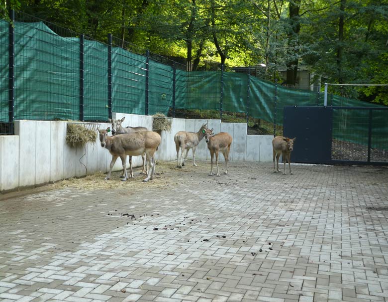 Milus am 21. September 2017 in der neuen Miluanlage im Zoologischen Garten der Stadt Wuppertal