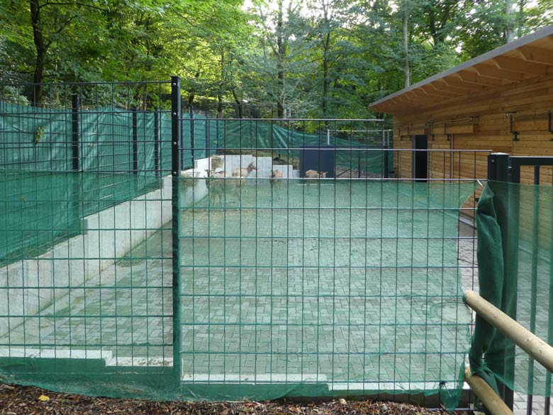 Milus am 21. September 2017 in der neuen Miluanlage im Grünen Zoo Wuppertal