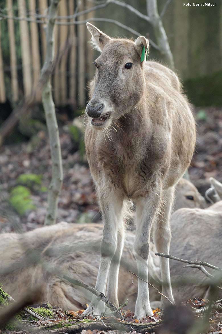 Milus am 30. Januar 2018 auf der neuen Milu-Anlage im Zoo Wuppertal (Foto Gerrit Nitsch)