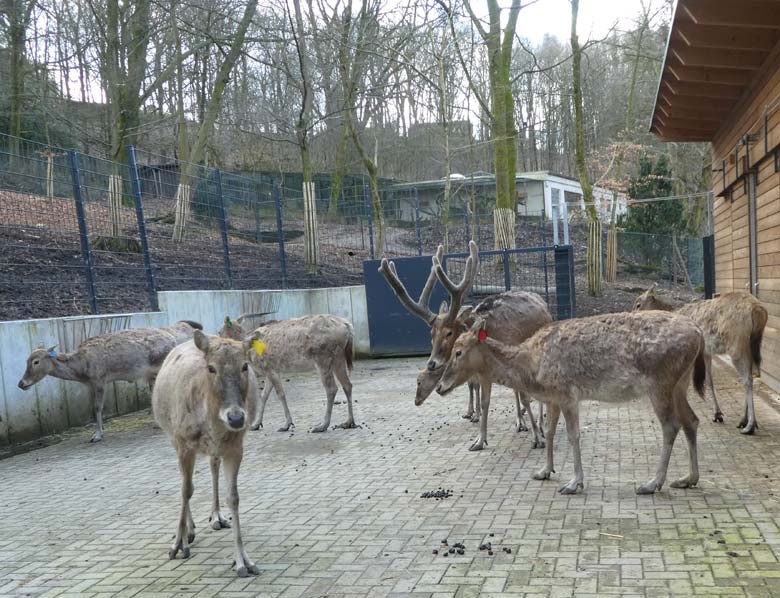 Acht Milus am 31. März 2018 auf der neuen Milu-Anlage im Wuppertaler Zoo