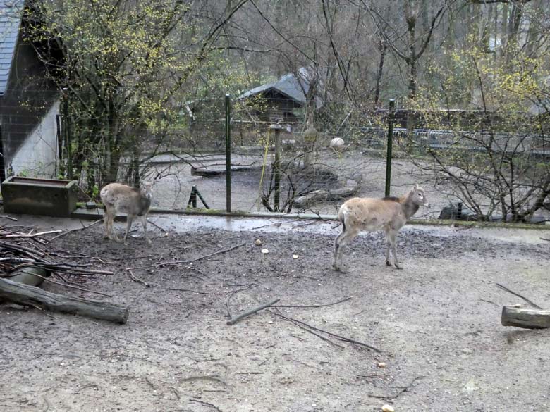 Zwei Milus am 1. April 2018 auf der alten Milu-Anlage im Grünen Zoo Wuppertal
