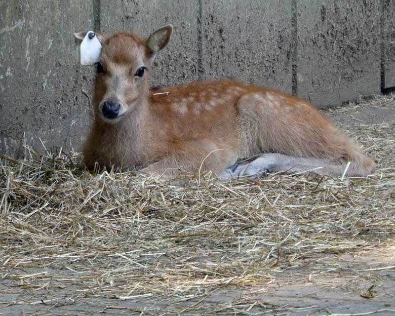 Das vor über vier Wochen geborene Milu-Jungtier am 20. Mai 2018 im Grünen Zoo Wuppertal