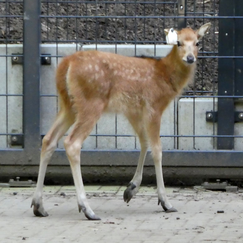 Das über vier Wochen alte Milu-Jungtier am 20. Mai 2018 im Wuppertaler Zoo