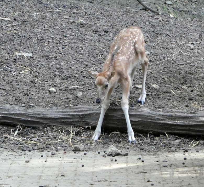 Das vor wenigen Tagen geborene Milu-Jungtier am 21. Mai 2018 am Zugang zum Vorgehege des Milu-Stallgebäudes im Zoo Wuppertal