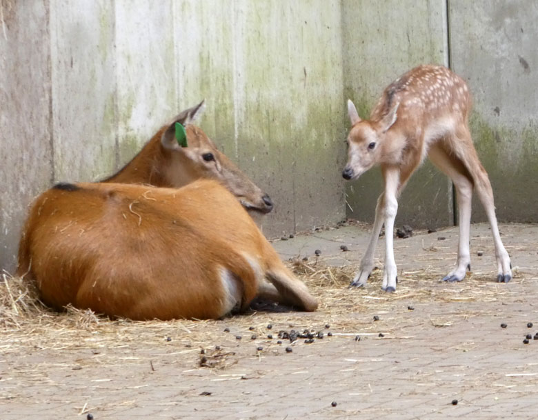 Das vor wenigen Tagen geborene Milu-Jungtier am 21. Mai 2018 im Vorgehege des Milu-Stallgebäudes im Zoologischen Garten der Stadt Wuppertal