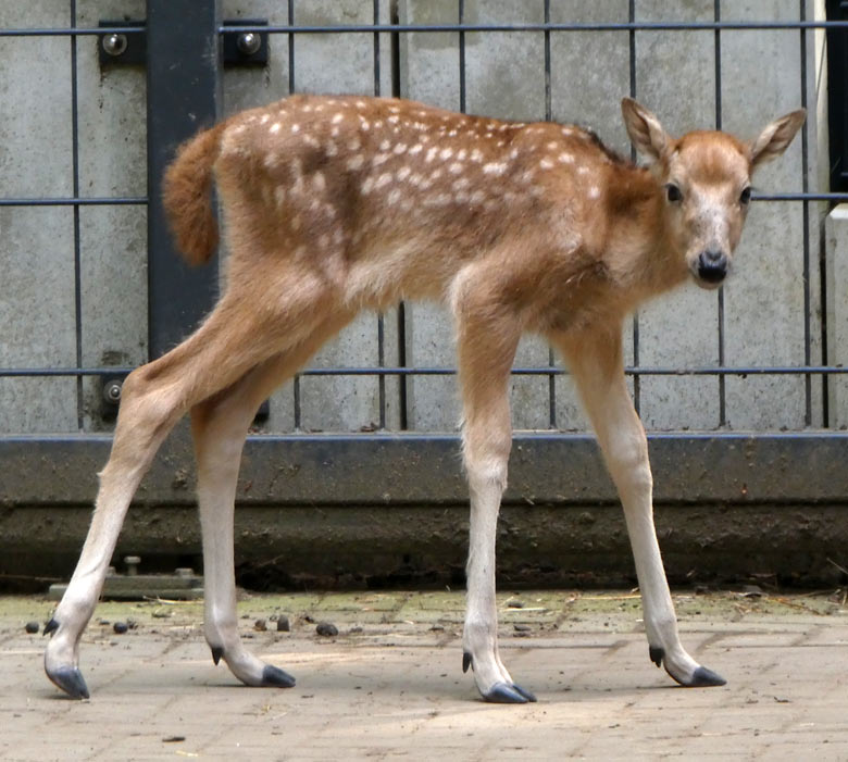 Das am 19. Mai 2018 geborene Milu-Jungtier am 21. Mai 2018 im Vorgehege des Milu-Stallgebäudes im Zoo Wuppertal
