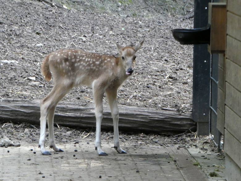 Das vor wenigen Tagen geborene Milu-Jungtier am 21. Mai 2018 im Vorgehege des Milu-Stallgebäudes im Grünen Zoo Wuppertal