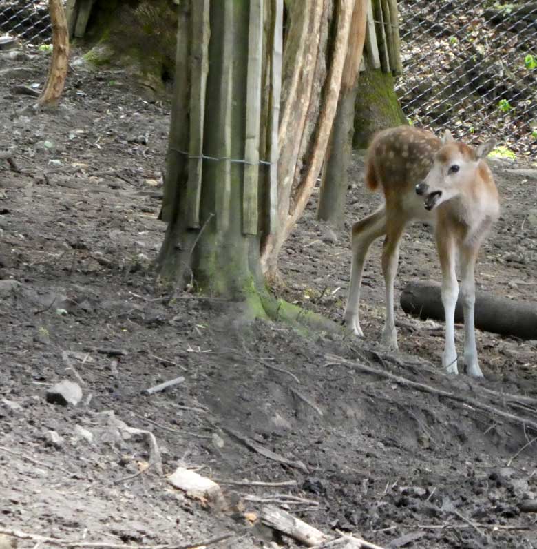 Das am 19. Mai 2018 geborene Milu-Jungtier am 26. Mai 2018 im Miluwald im Grünen Zoo Wuppertal