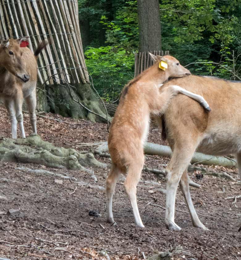 Milus am 23. Juni 2018 im Miluwald im Wuppertaler Zoo