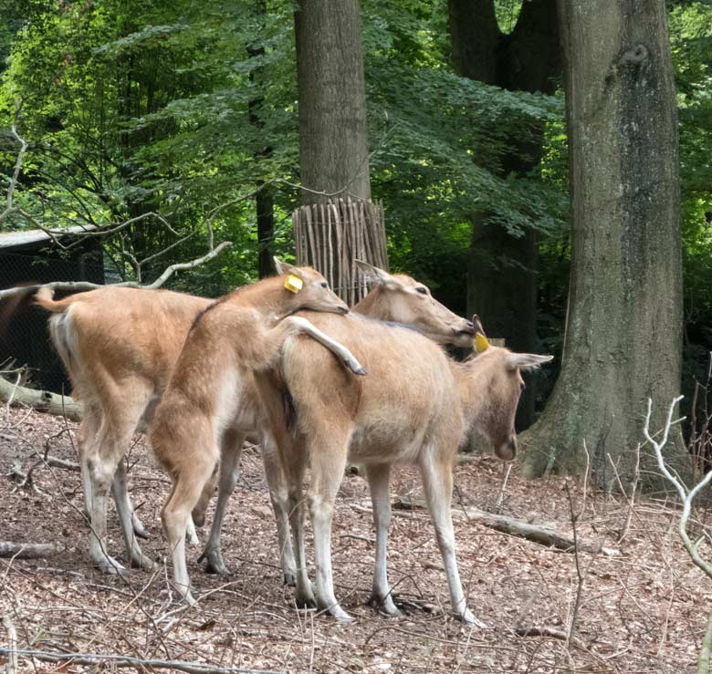 Milus am 23. Juni 2018 im Miluwald im Zoologischen Garten Wuppertal