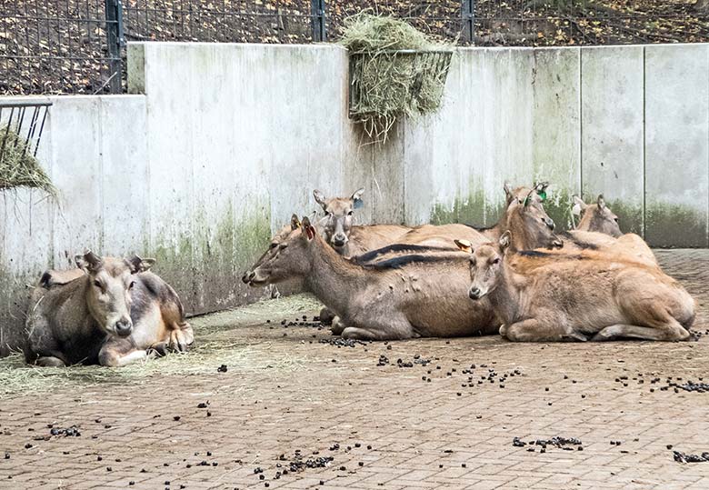 Das Milu-Männchen mit abgesägtem Geweih und die sieben Milu-Weibchen am 22. September 2018 im Vorgehege am Stallgebäude der neuen Milu-Anlage im Grünen Zoo Wuppertal
