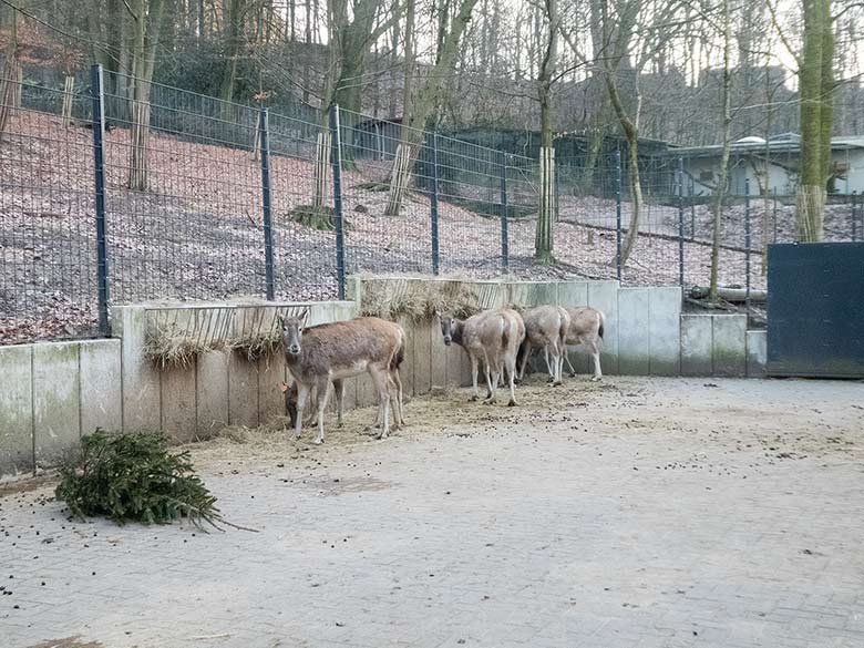 Milus am 21. Januar 2019 im Vorgehege des neuen Milu-Stallgebäudes im Grünen Zoo Wuppertal