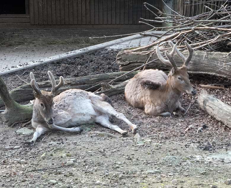 Milus am 16. April 2019 auf der alten Milu-Anlage im Wuppertaler Zoo