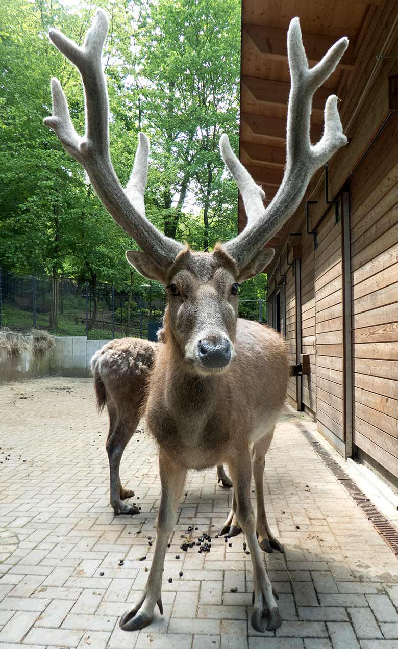 Milu-Hirsch am 29. April 2019 im Vorgehege des neuen Milu-Stalls am Milu-Wald im Wuppertaler Zoo