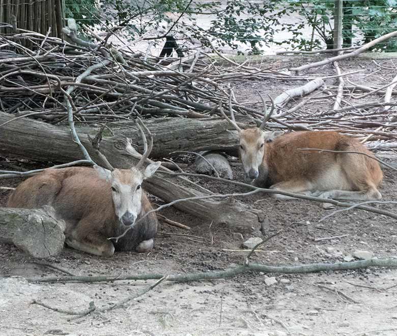 Zwei männliche Milus am 14. Juli 2019 auf der alten Milu-Anlage im Zoologischen Garten Wuppertal
