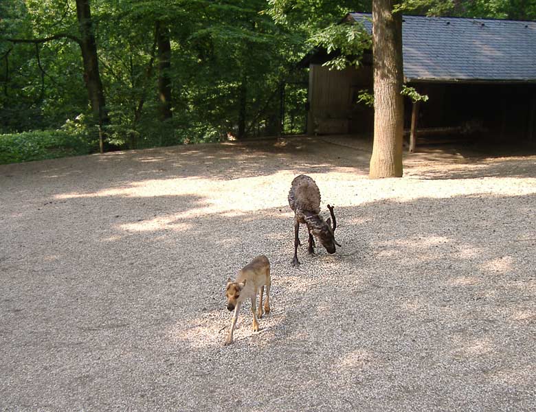 Junges Rentier im Zoologischen Garten Wuppertal im Mai 2007